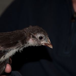 chick 6