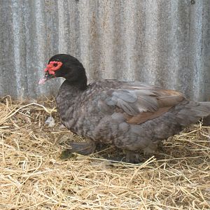 Blue hen, born 4/2011