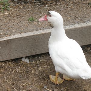white duckling, 4/2012