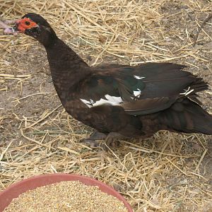 Black hen, 2 yrs old