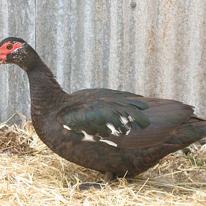 Black hen, sisters, 2 yrs old