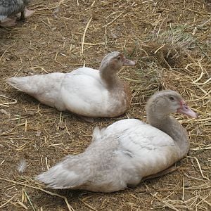 Cream (?) muscovy ducklings, born 5-30-12