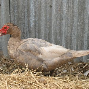 Chocolate hen, born 5-2011