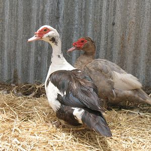 Chocolate and Duclair muscovy hens, cream ducklings came from her