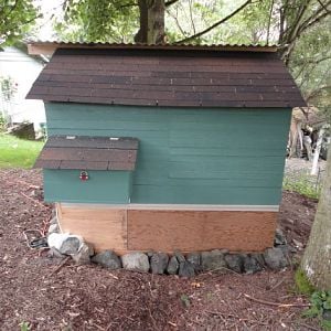 Coop rear with nesting box