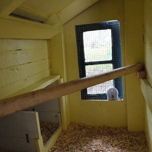 Coop interior with nest box, perch and baby monitor