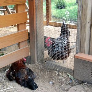 Dust bathing with Gidget(queen of the chickens) stalking about