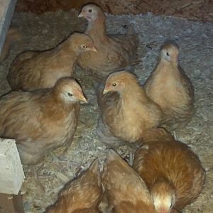 Owners of the hen hotel