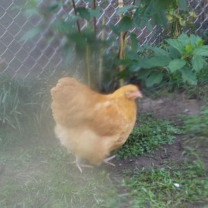 Mrs. Pumphry Eng. Buff Orp. at 15 1/2 weeks 7/1/2012 in the mist due to the heat wave.