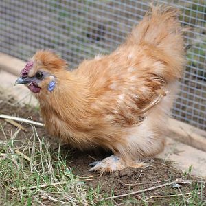 Honey, the 4.5 month old SIlkie