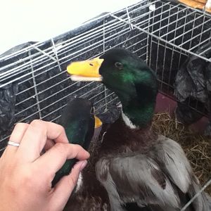 Donald telling me his days adventures