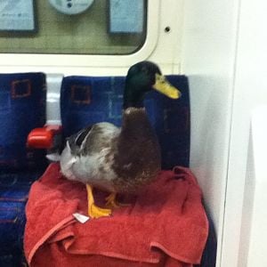 Donald on the train