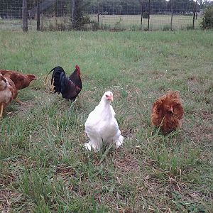 Lucy (White Cochin) front and center
