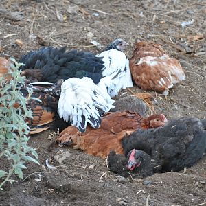 The chickens were having fun in the dirt, got it wet and nice and cool for them.