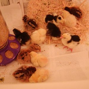 2days old - the day they arrived