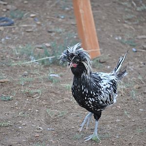 Leif the Silver Laced Polish Roo