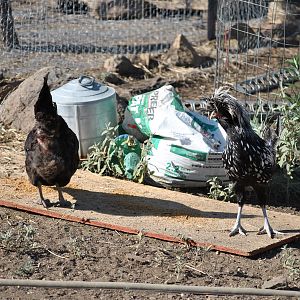 Leif is cautious of the big hens, lol.