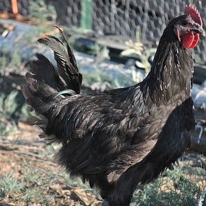 Shadow the Australorp Rooster