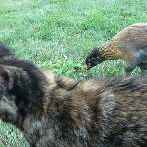 this cat is good for bringing home at least one bird every day and will clean out every last blue jay nest, resulting in screeching mournful blue jay mommas... but she doesn't ever touch a chicken!