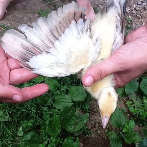 peachick.jpg this is the one I rhink is black shoulder. 2 weeks old hatched all yellow with cream wing tips. Can you tell yet if it's a boy or girl?
