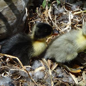 Follow the leader :-)