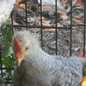 Cream Legbar cockerel with crooked comb