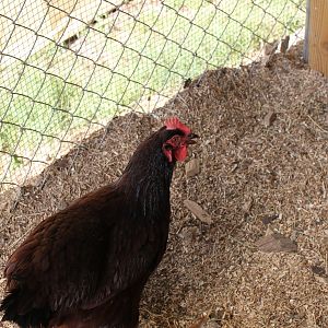 new Mohawk pullet hatched last spring