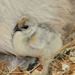 lavender chick