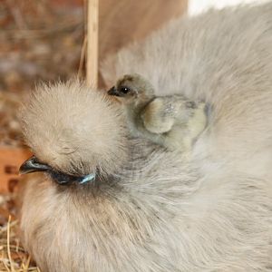 Lavender hen, and her baby