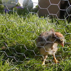 3 week old Partridge Chantecler