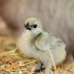baby chick