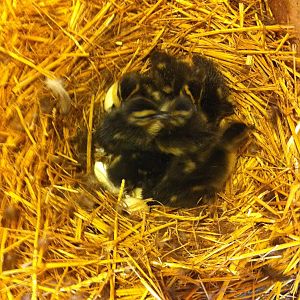 Baby Rouens hatched July 1st 2012