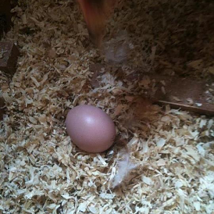 my first egg we was so excited that my son  (19 years old) call me to tell me he find out the first one!