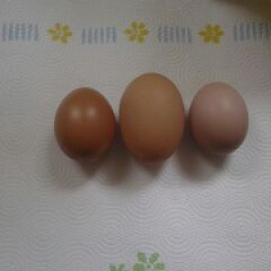 now the eggs are bigger.