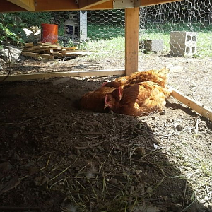 under the chicken coop, i dnt know why they make a hole and they stay there, together is really cute to see them,.