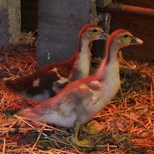 My Ducklings :-)