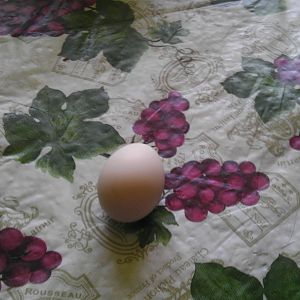 My first egg