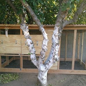 The foot print is 5 by 10 feet and the roost box 5 by 5 feet.