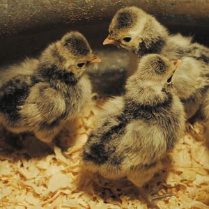 Silver Polish chicks