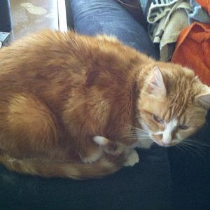 This is Killer... She is 11 y/o and weighs around 20 pounds... she loves her belly rubbed when she is in the right mood :-)
