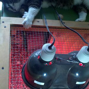 Oliver laying on top of the turtle cage... he likes the warm heat lamps