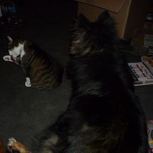 Oliver and Nanuq. They have been buds since we got Nanuq as a puppy.