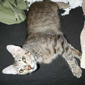 Sassy... She is the youngest of the 4 kitties... and the most playful. As you can see the TP behind her didn't stand a chance