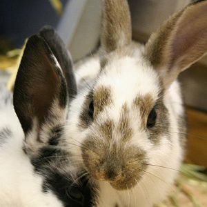 Bunny and CLyde
