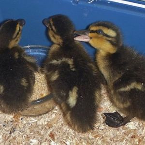 the 3 pet shop babies - see how small Louie is on the far left?