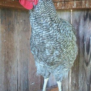 6 month old 3rd generation blue barred project rooster (summer 2012)
