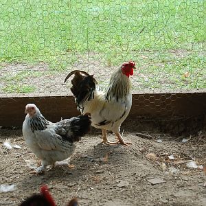 pair of bantams i picked up, not real sure what kind they are though