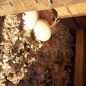 Eggs