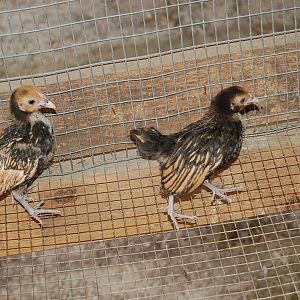 530.JPG
 
i got these about 2 weeks ago, the guy told me they are golden seabrights, i think i have 7 pullets and 3 roosters but not sure, they are about 6 weeks old. im just starting with these, i usually deal with rirs so im trying to learn whatever i can about these little birds. so please post pics and say whatever you want good or bad im trying to learn as much as possible, thanx