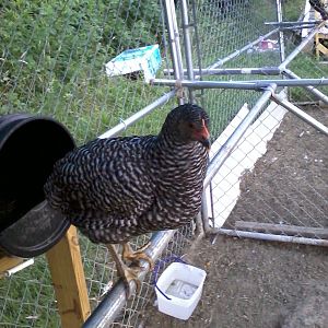 Barred Rock hen